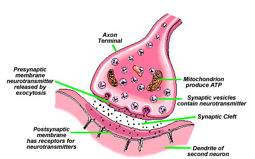 289_Synapse structure and function.png
